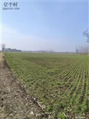 河南省,周口市,郸城县,宁平镇,牛庄村