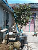 山东省,日照市,五莲县,街头镇,迟家庄村