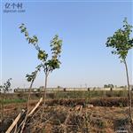 山东省,临沂市,莒南县,朱芦镇,大茅墩村