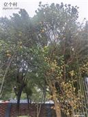 河南省,开封市,尉氏县,蔡庄镇,三楼村