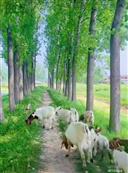 辽宁省,铁岭市,开原市,三家子乡,南英城村