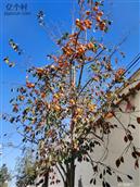 河北省,邢台市,巨鹿县,官亭镇,北贾庄村