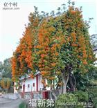 广东省,梅州市,兴宁市,径南镇,宝兴村