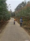 广西,贺州市,八步区,贺街镇,龙马村