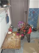 陕西省,渭南市,合阳县,和家庄镇,东马村