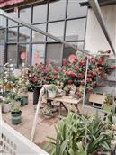 山东省,聊城市,莘县,张寨镇,张庄村