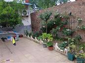 山东省,聊城市,莘县,张寨镇,张庄村