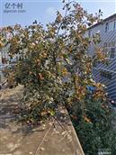 河北省,石家庄市,鹿泉区,寺家庄镇,东良政村