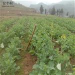 贵州省,遵义市,桐梓县,楚米镇,高山村