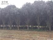 广西,贺州市,富川县,朝东镇,油沐村