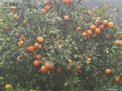 广西,贺州市,富川县,朝东镇,油沐村