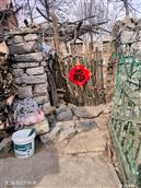 山东省,日照市,莒县,东莞镇,大石河村