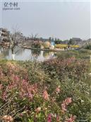 四川省,广安市,邻水县,龙安镇,天鹅村