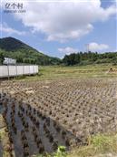 浙江省,温州市,泰顺县,三魁镇,卢梨村