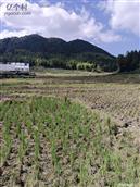 浙江省,温州市,泰顺县,三魁镇,卢梨村