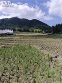 浙江省,温州市,泰顺县,三魁镇,卢梨村