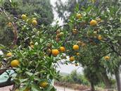 湖北省,黄冈市,武穴市,大法寺镇,李堂选村