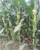 山东省,济南市,历下区,龙洞街道,中井村