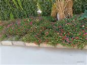 河北省,衡水市,安平县,大子文乡,邢郭庄村