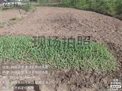 张公社区 人勤春来早，张公社区抢抓大好天气，推进春玉米播种