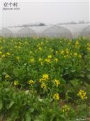 河南省,商丘市,永城市,薛湖镇,刘加庙村