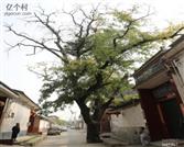 山东省,潍坊市,安丘市,柘山镇,槐抱榆村