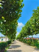 山东省,泰安市,岱岳区,马庄镇,顺河村