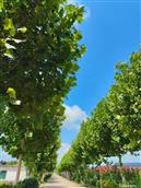 山东省,泰安市,岱岳区,马庄镇,顺河村