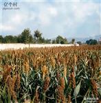 山西省,忻州市,原平市,新原乡,柳巷村