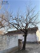 山东省,德州市,陵城区,神头镇,老李村