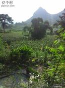 广西,南宁市,马山县,周鹿镇,石塘村