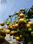 广西,南宁市,马山县,周鹿镇,石塘村