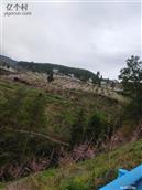 重庆市,巫山县,骡坪镇,茶园村