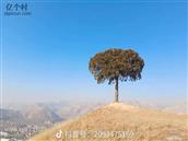 甘肃省,天水市,麦积区,琥珀乡,罗家村