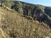 云南省,曲靖市,会泽县,上村乡,打营村