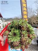 河南省,洛阳市,栾川县,三川镇,柳子村