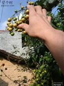 广西,南宁市,马山县,周鹿镇,石塘村