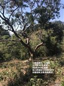 广东省,广州市,增城区,小楼镇,黄村