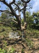 广东省,广州市,增城区,小楼镇,黄村