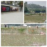 广东省,阳江市,江城区,埠场镇,那蓬村