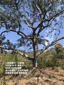 广东省,广州市,增城区,小楼镇,黄村