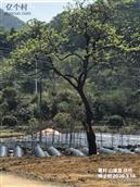 广东省,广州市,增城区,小楼镇,黄村