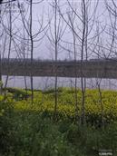 河南省,驻马店市,新蔡县,练村镇,桂湾村