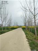 河南省,驻马店市,新蔡县,练村镇,桂湾村