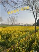 河北省,衡水市,武邑县,审坡镇,吴沙村