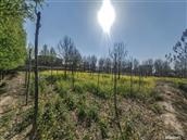 河南省,濮阳市,范县,王楼乡,鲁庄村