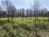 河南省,濮阳市,范县,王楼乡,鲁庄村