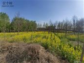 河南省,濮阳市,范县,王楼乡,鲁庄村