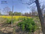 河南省,濮阳市,范县,王楼乡,鲁庄村