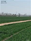 河北省,沧州市,泊头市,郝村镇,西卢庄村